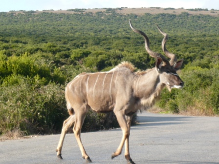 Safari - Cape Town - South Africa - Kudu